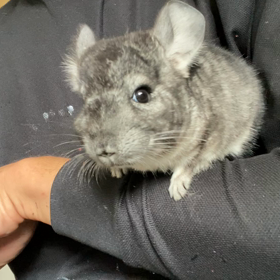 チンチラBabyの画像