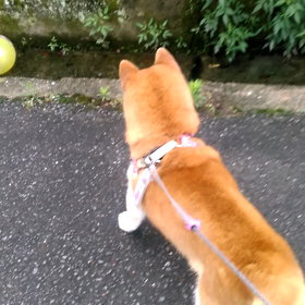 ビビり犬の画像