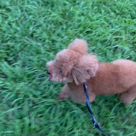 7月29日9わんこと1時間遠足  代々木公園の画像