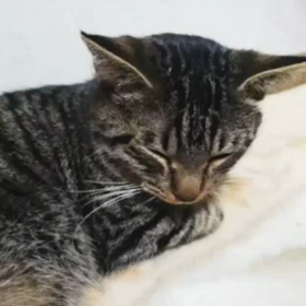 コタツから出てただの猫の画像