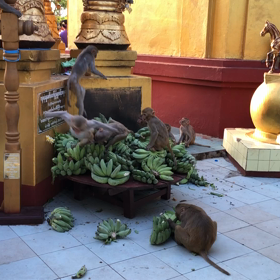 ポッパ山  タウン・カラット山頂のお猿さんたち （動画）の画像