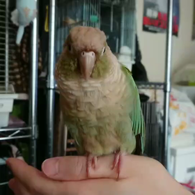 眠たいぴなりん(動画)の画像