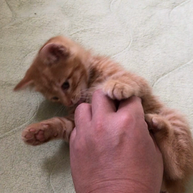 動くタイガの画像