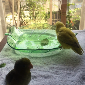 こんな日は水浴びで浄化しようの画像