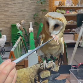 動物プロダクションの日常。の画像
