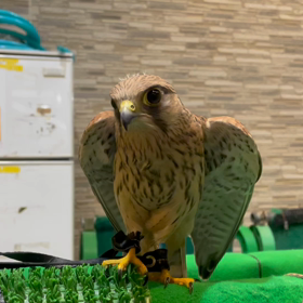 動物プロダクションの日常。の画像