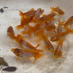 ジキンの調色は難しいの画像