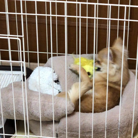 ひとり遊びに夢中の画像