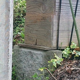 日本蜜蜂 第２陣の画像