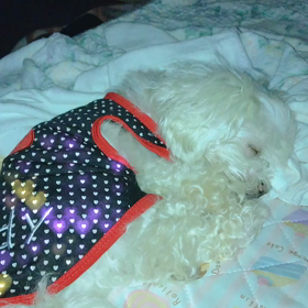 今夜もくぅーたんねんねの画像