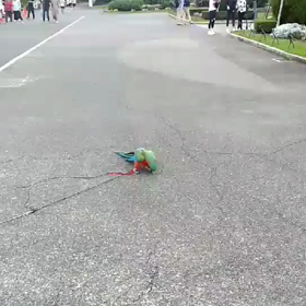 フリーフライトの画像