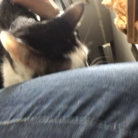 甘えていいんだよ！アシタカ！の画像