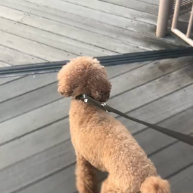 ♪お散歩動画♪お台場海浜公園♪の画像