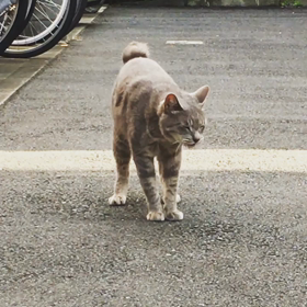 猫ちゃんの画像