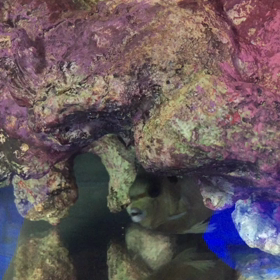 タイガー、ジェムタン、ゼブラタンの画像