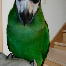 か～ちゃん!!の画像