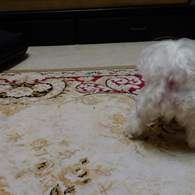 モコモコ な きびちゃんの画像