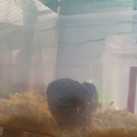 おはようございますの画像