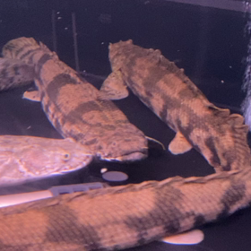 ★ワイルドエンドリケリー！★の画像