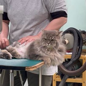 猫の毛玉、トリミングでお悩みの方への画像