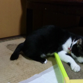 久しぶりのマタタビの画像