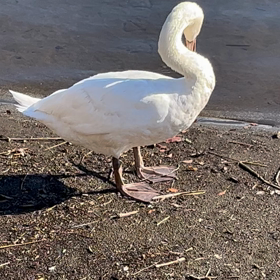 結構おっきいんだねーの画像