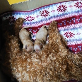 小麦ちゃんの赤ちゃん、めちゃくちゃ元気です❗の画像