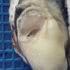 かましま水産の牡蠣！心臓パクパク！の画像