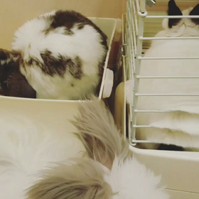 お知らせ。の画像