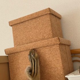 全力○○始めるよ〜！の画像