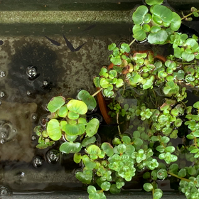 #オロチメダカの画像