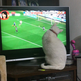 レオン君はサッカー好きの画像