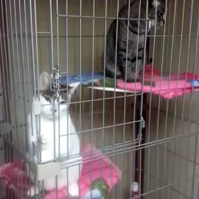 あけおめことよろ✩の画像