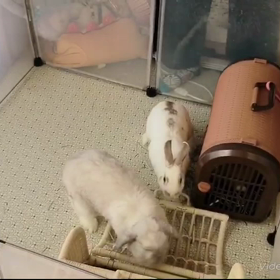 夢のようで夢じゃない動画２の画像