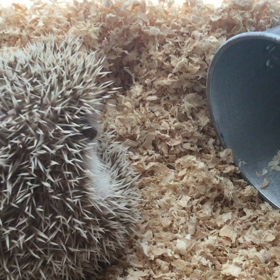 ハリネズミと遊ぶのって楽しいですの画像