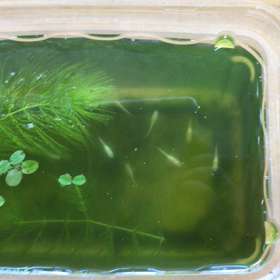 メダカクラブ‼️の画像