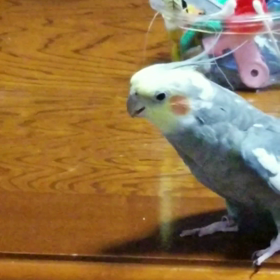 歌が上手い？オカメインコの画像