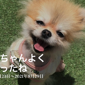 ポポちゃん、よく頑張ったね。の画像
