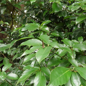 幸せの青い蝶の画像