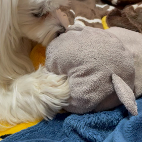 鳥さん一途なノアさん♪の画像