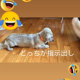 福ちゃんの画像