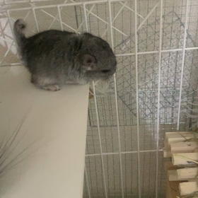 ジャンプ！！！、、しない、生後18日目の画像