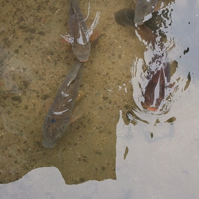 子供の時に遊んでた川に行ったら人懐こい鯉が、、の画像