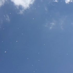 桜吹雪をスローモーションでの画像