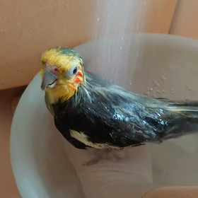 打たせ湯の画像