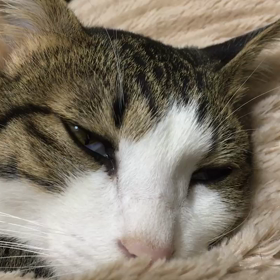 ドリームトラベラーの画像