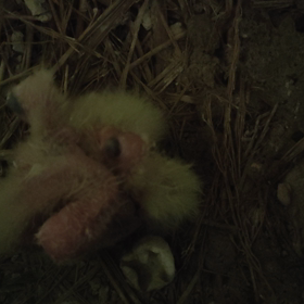 今日の雛ちゃん様子の画像