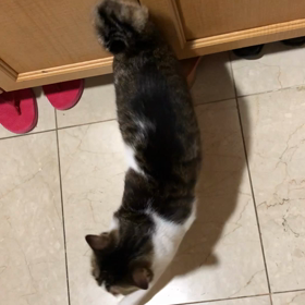 ヨーカドー と業務用スーパー。今日のジムとお出迎えデール。の画像