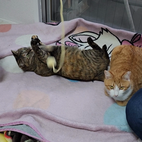 今日も、モリモリの画像