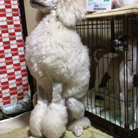 我慢できないよーの画像